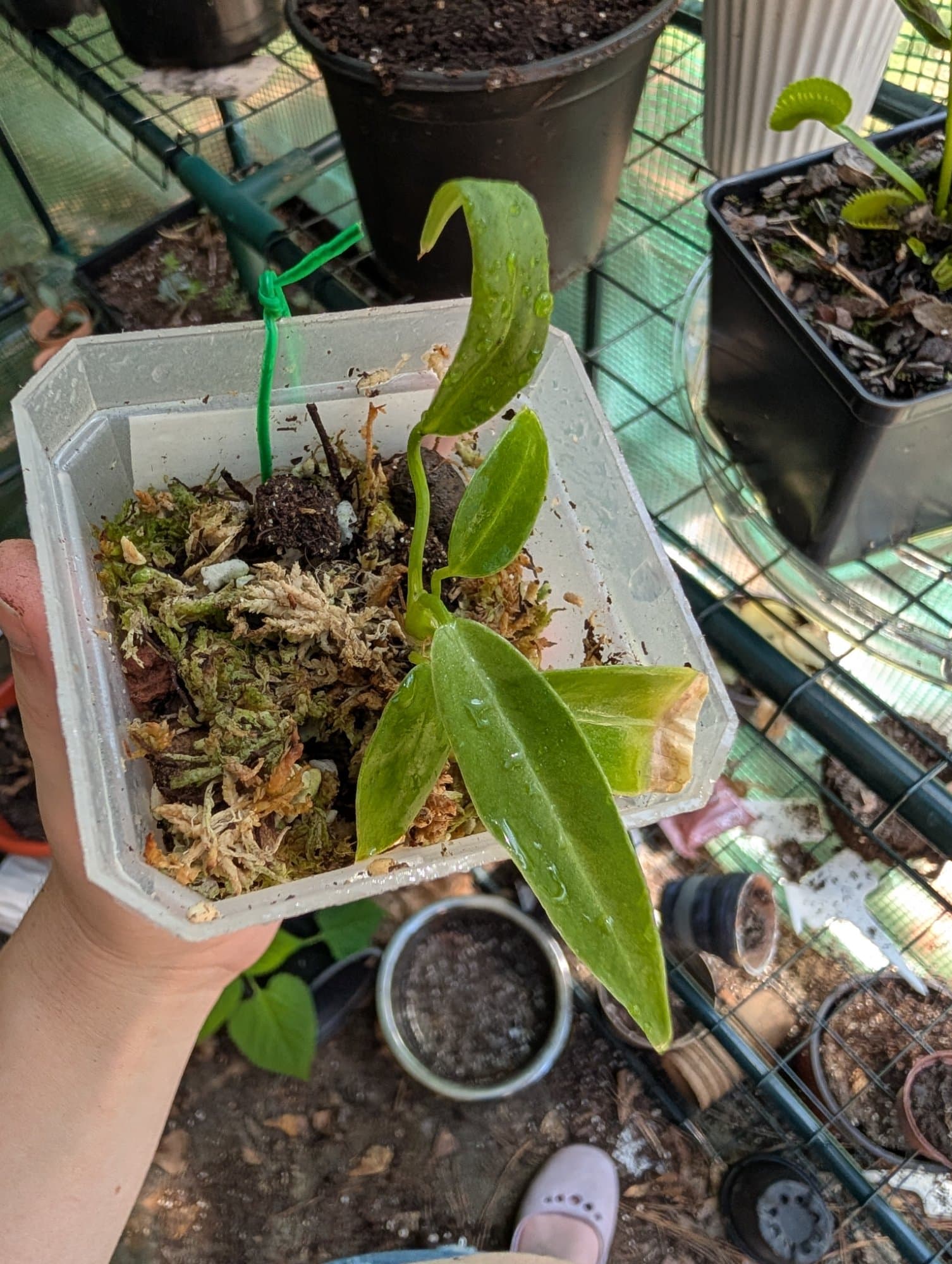 Anthurium warocqueanum (TC)