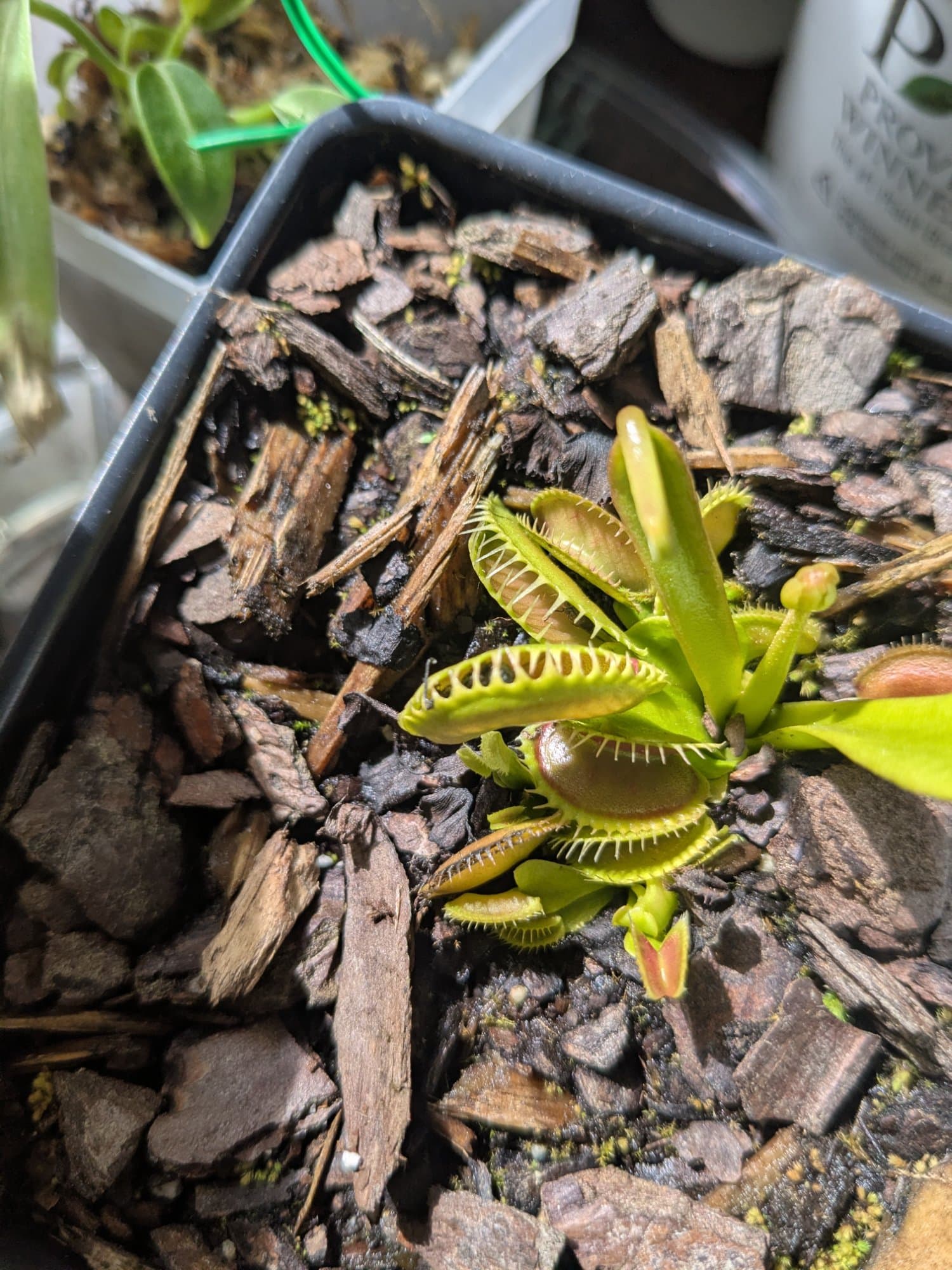 Venus fly trap