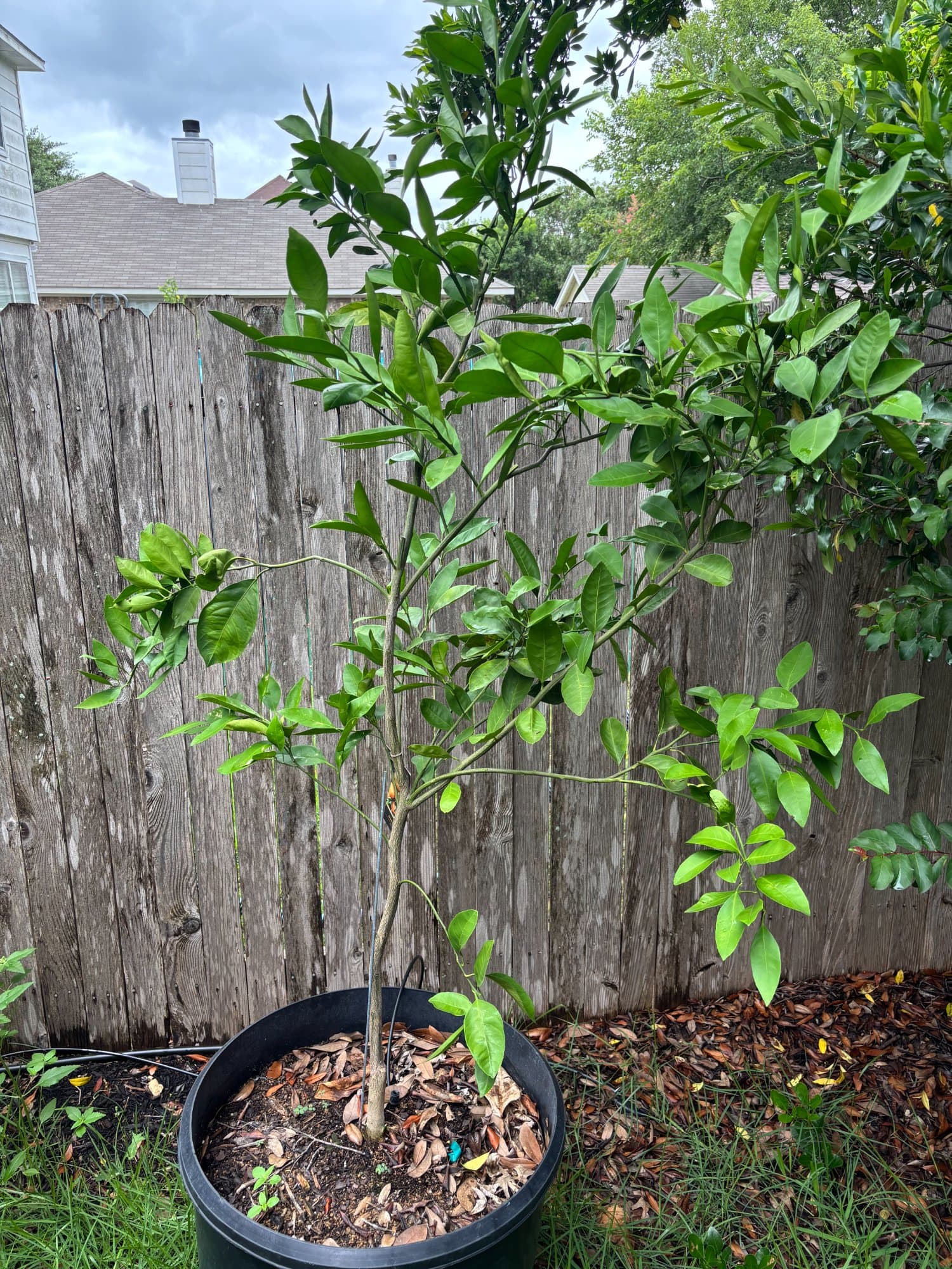 Satsuma