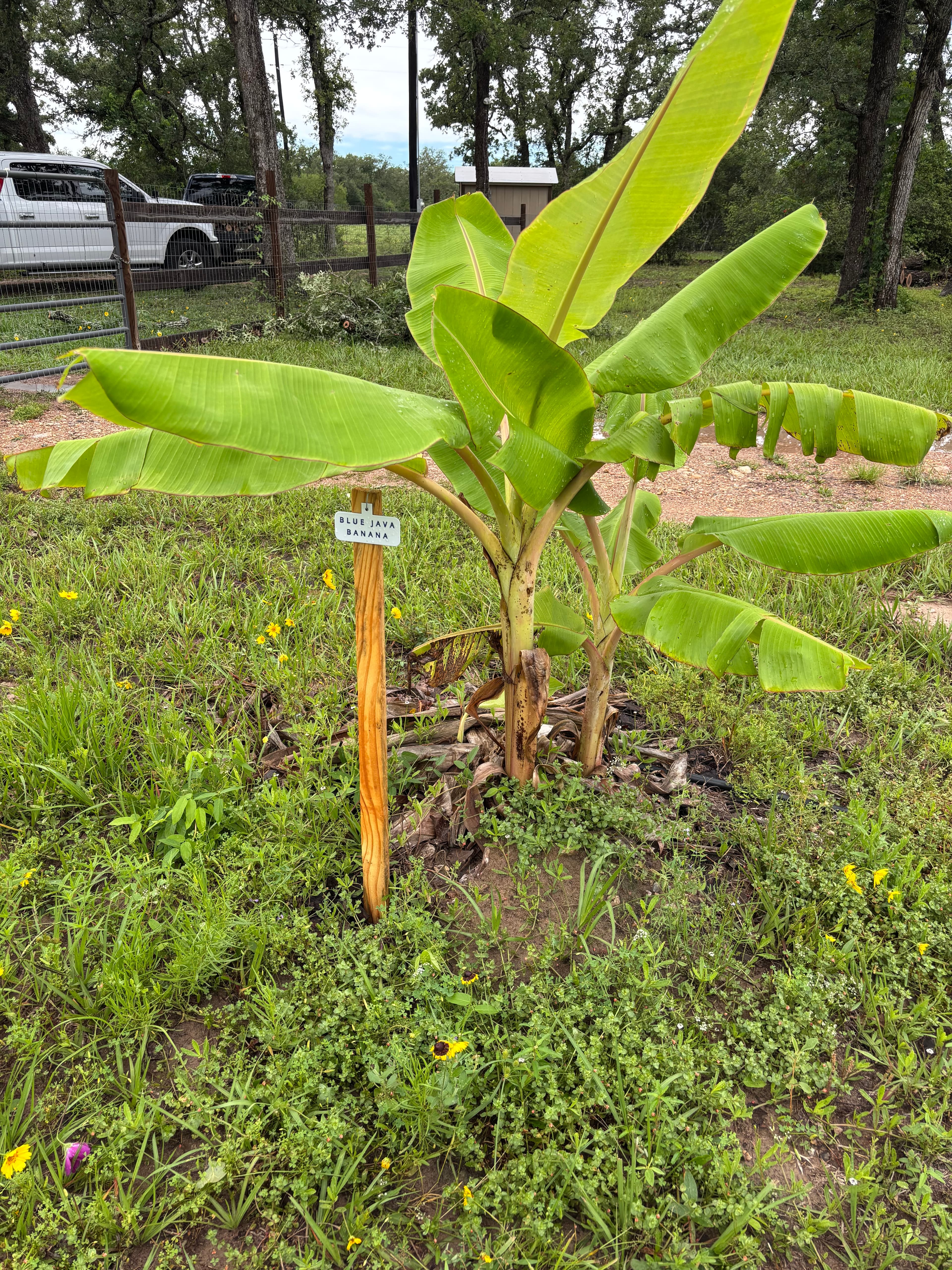 Banana