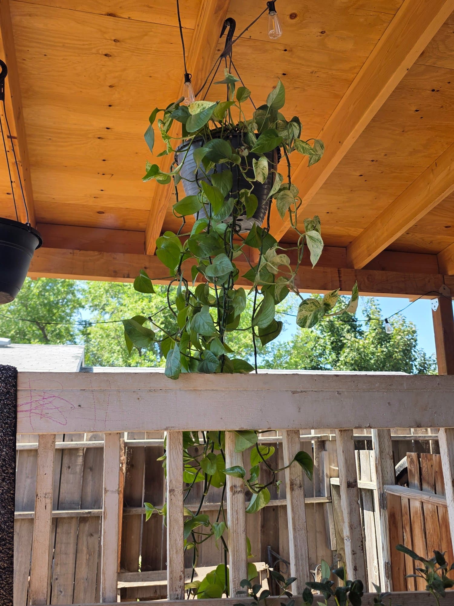 Pothos