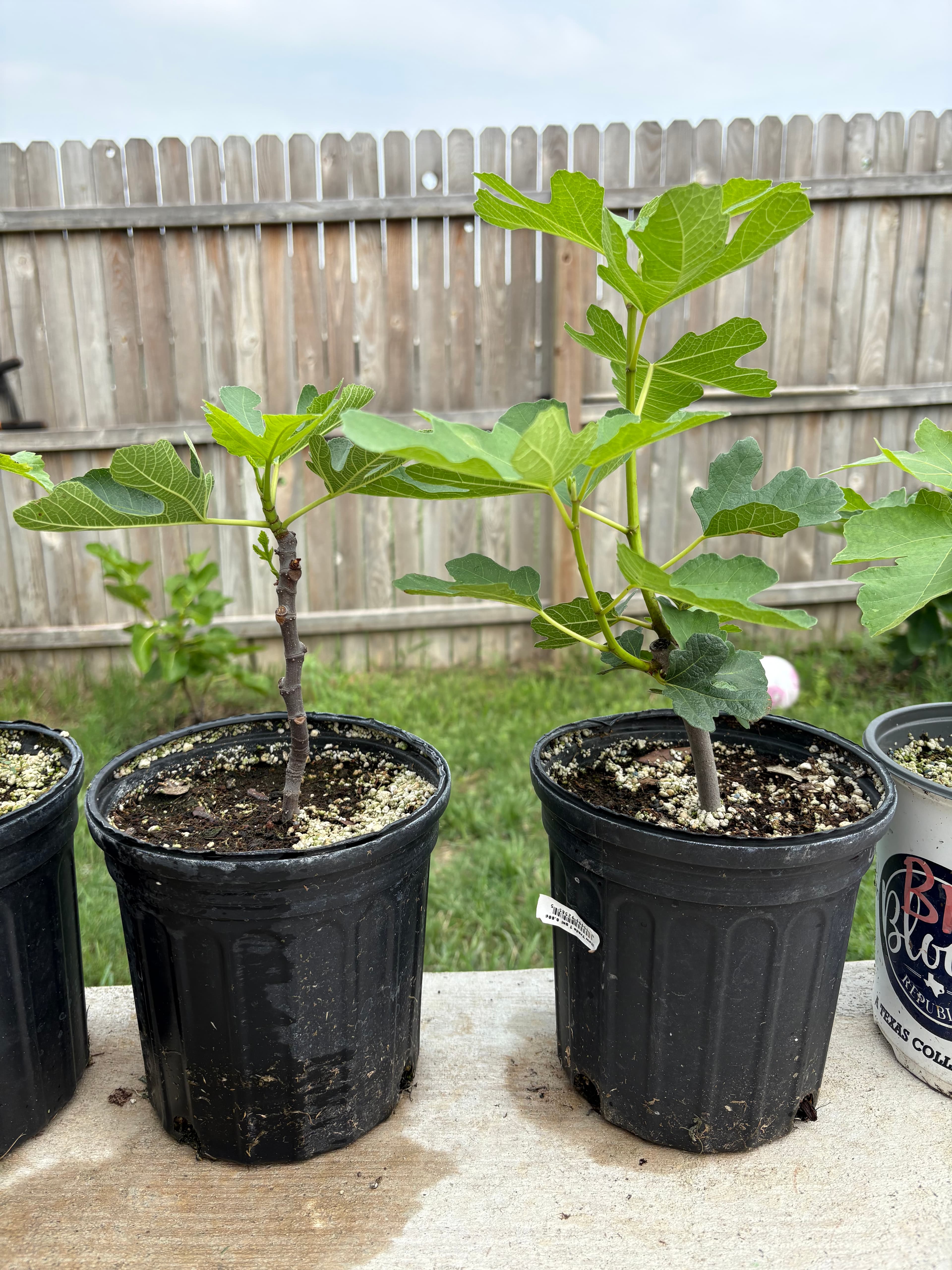 Fig
