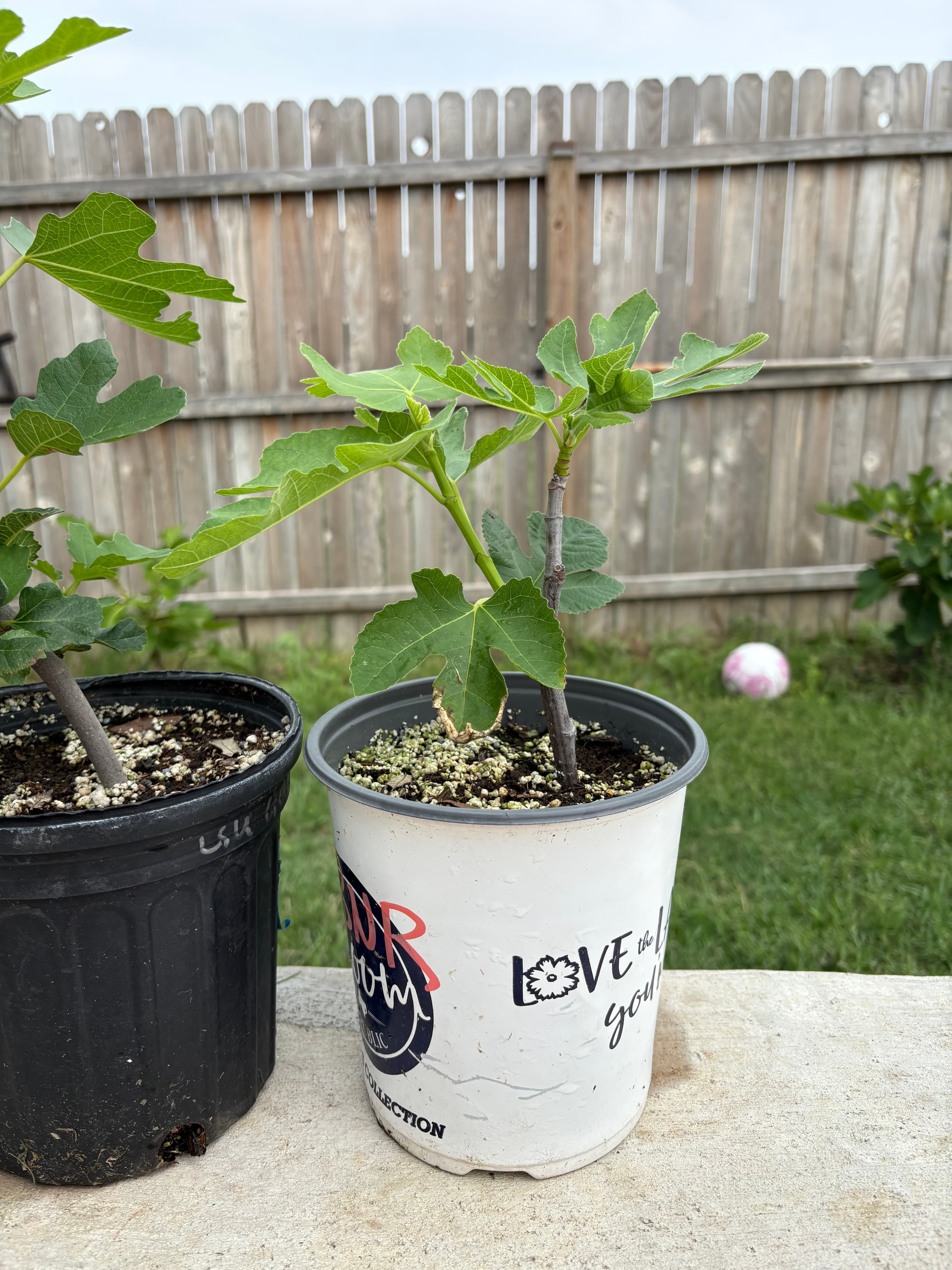 Fig