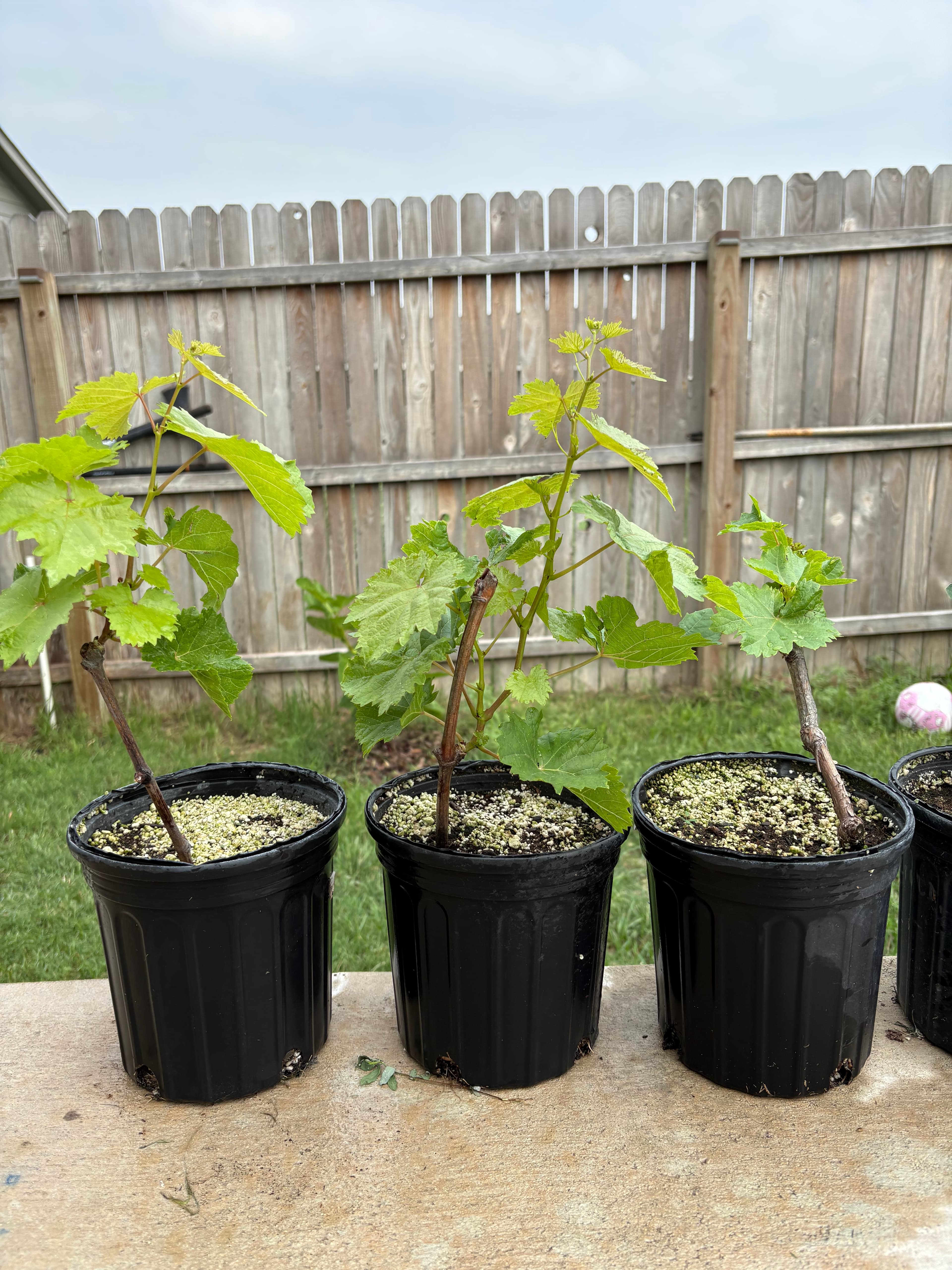 Grapes
