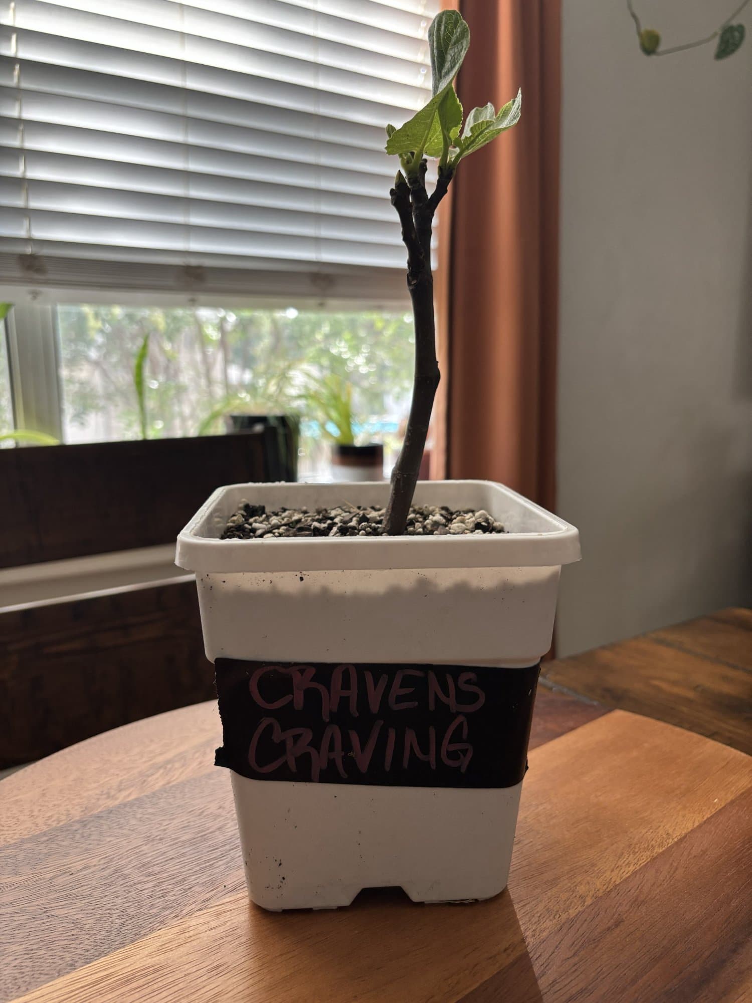 Cravens Craving Fig