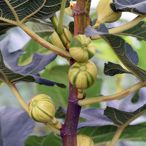 Panche Tiger Fig Tree