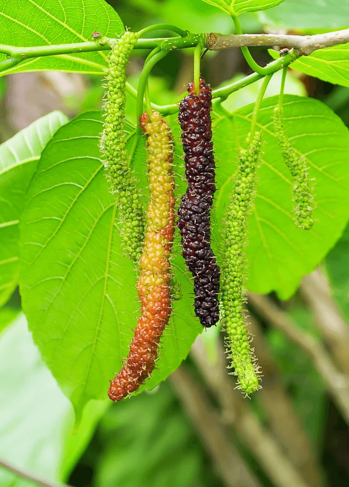 Pakistan Mulberry